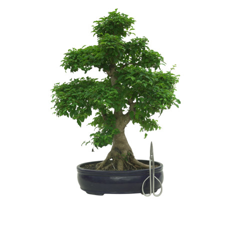 LIGUSTRUM OVALIFOLIUM 16600