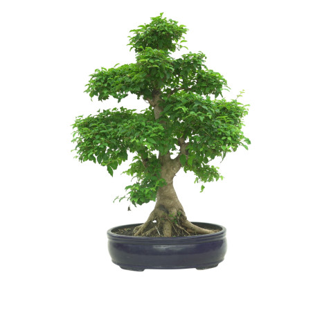 LIGUSTRUM OVALIFOLIUM 16600