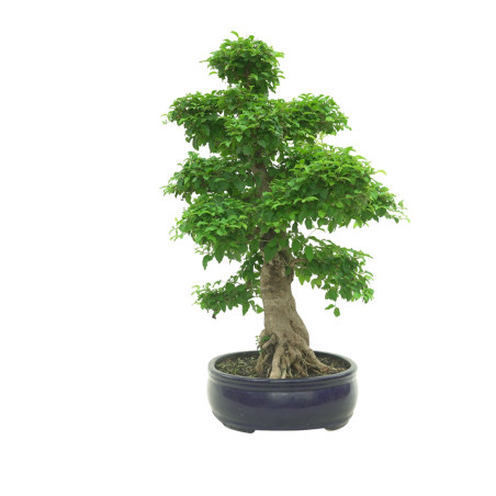 LIGUSTRUM OVALIFOLIUM 16600