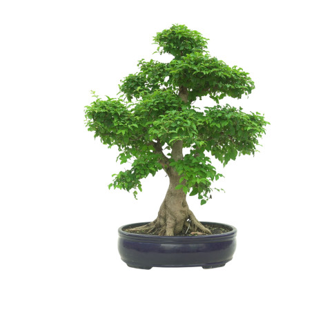 LIGUSTRUM OVALIFOLIUM 16600