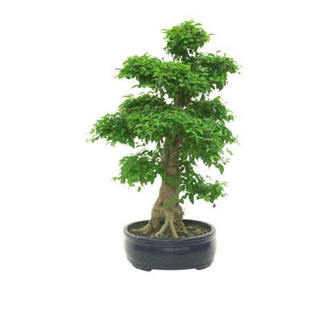 LIGUSTRUM OVALIFOLIUM 16600