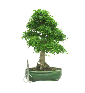 LIGUSTRUM OVALIFOLIUM 16601