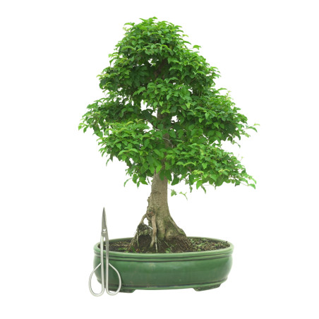 LIGUSTRUM OVALIFOLIUM 16601