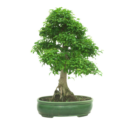 LIGUSTRUM OVALIFOLIUM 16601