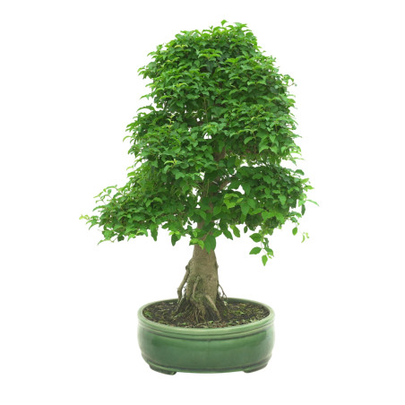 LIGUSTRUM OVALIFOLIUM 16601