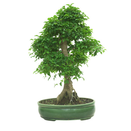 LIGUSTRUM OVALIFOLIUM 16601
