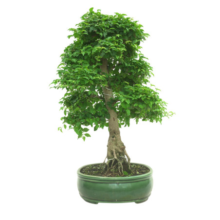 LIGUSTRUM OVALIFOLIUM 16601