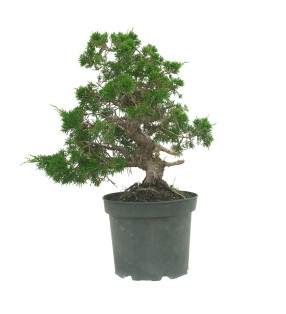 JUNIPERUS CHINENSIS ITOIGAWA 16604