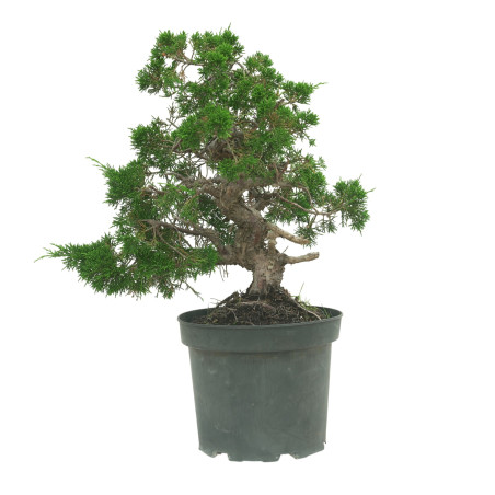 JUNIPERUS CHINENSIS ITOIGAWA 16604