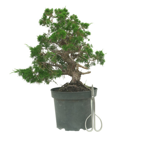 JUNIPERUS CHINENSIS ITOIGAWA 16604