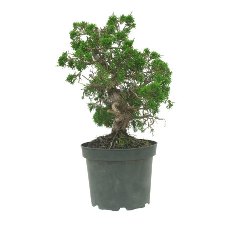 JUNIPERUS CHINENSIS ITOIGAWA 16604