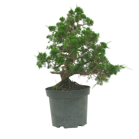 JUNIPERUS CHINENSIS ITOIGAWA 16604