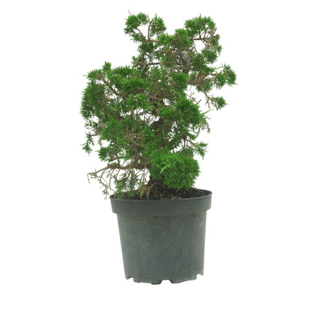 JUNIPERUS CHINENSIS ITOIGAWA 16604