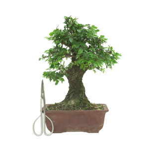 OLMO NIRE 16602