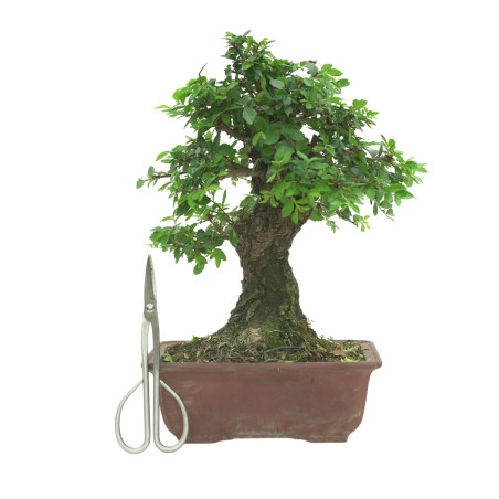 OLMO NIRE 16602