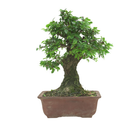OLMO NIRE 16602