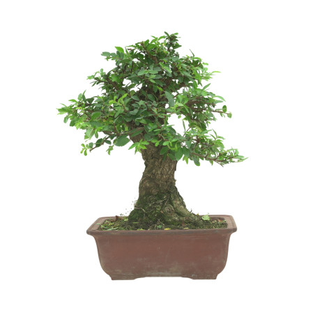 OLMO NIRE 16602
