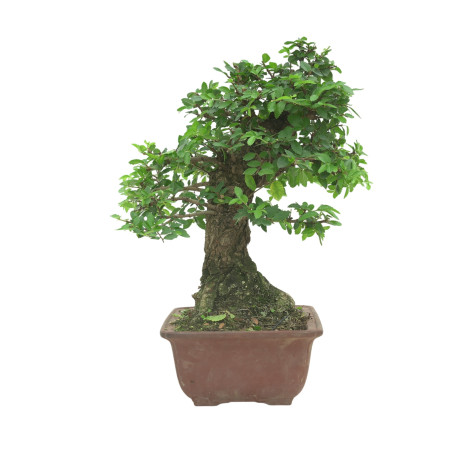 OLMO NIRE 16602