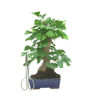 GINKGO BILOBA 16605