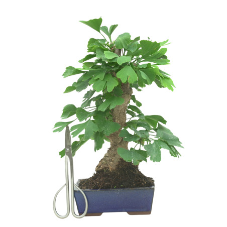 GINKGO BILOBA 16605