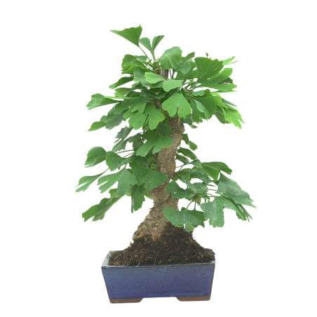 GINKGO BILOBA 16605