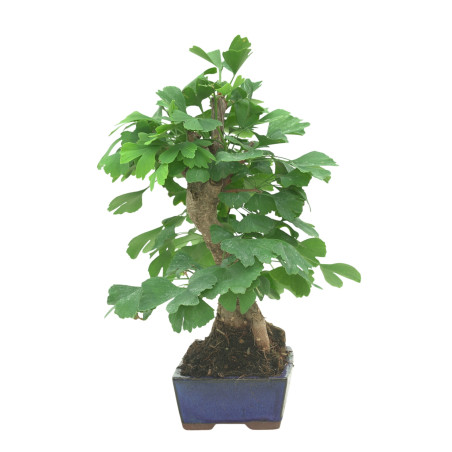 GINKGO BILOBA 16605