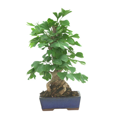 GINKGO BILOBA 16605