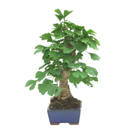 GINKGO BILOBA 16605
