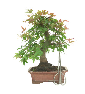 ARCE DESHOJO 16594