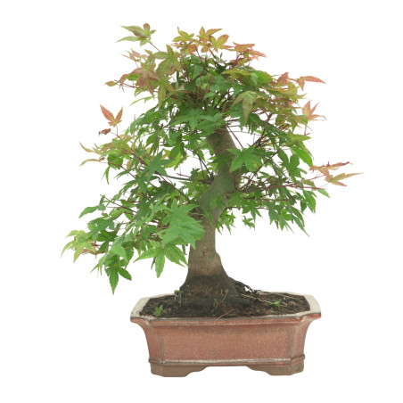 ARCE DESHOJO 16594