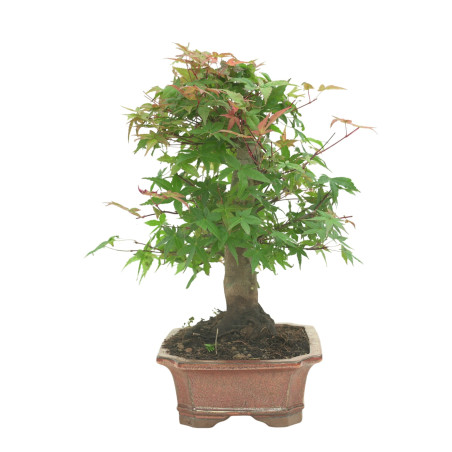 ARCE DESHOJO 16594