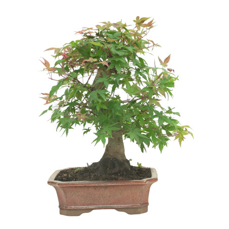 ARCE DESHOJO 16594