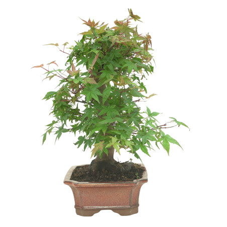 ARCE DESHOJO 16594