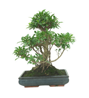 FICUS RETUSA 16599