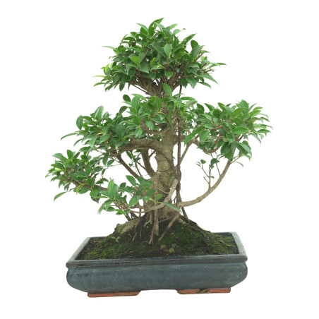 FICUS RETUSA 16599