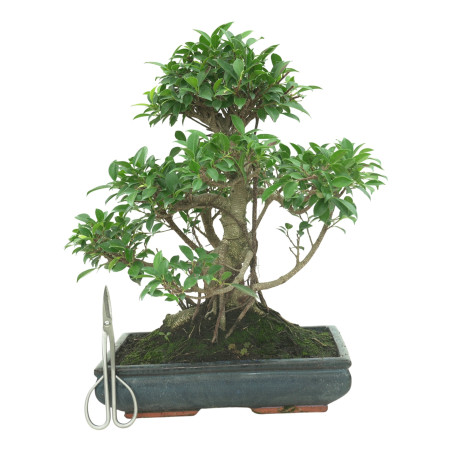 FICUS RETUSA 16599