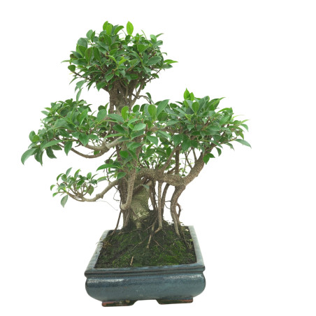 FICUS RETUSA 16599