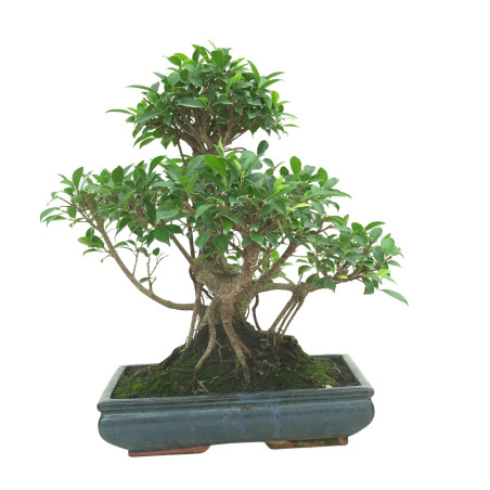FICUS RETUSA 16599