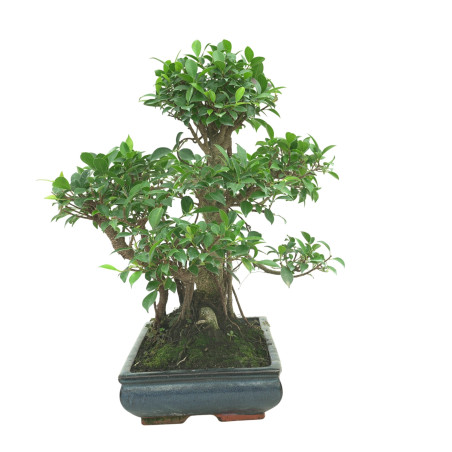 FICUS RETUSA 16599