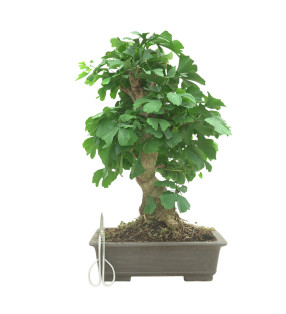 GINKGO BILOBA 16603