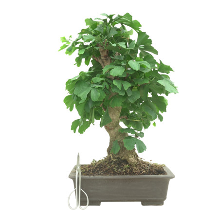 GINKGO BILOBA 16603