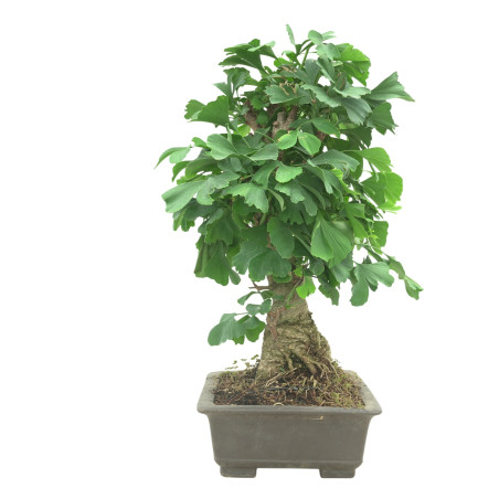 GINKGO BILOBA 16603