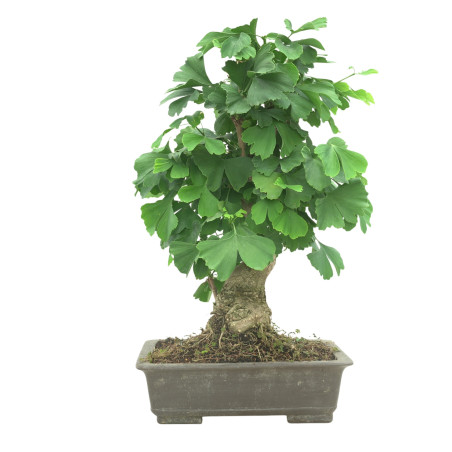 GINKGO BILOBA 16603