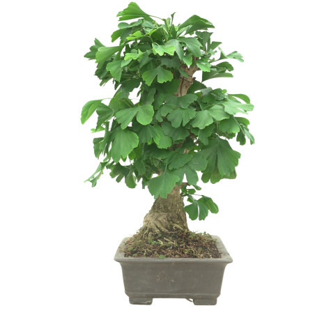 GINKGO BILOBA 16603