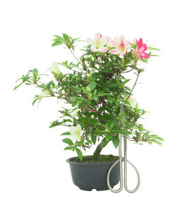 AZALEA IB288