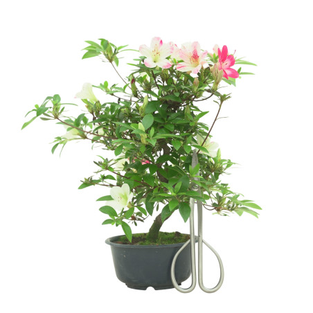 AZALEA IB288
