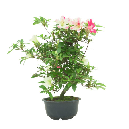 AZALEA IB288