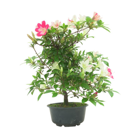 AZALEA IB288