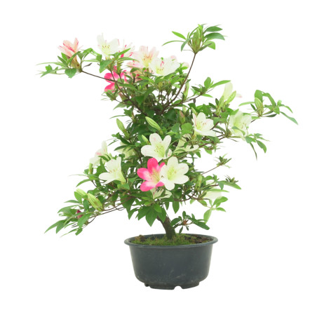 AZALEA IB288