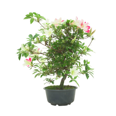 AZALEA IB288